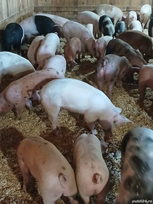 purcei de vanzare  - imagine 5