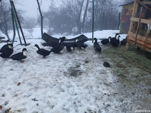 Vând rate românești outoare 150 ron perechea - imagine 5