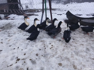 Vând rate românești 150 ron perechea