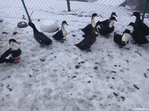 Vând rate românești outoare 150 ron perechea - imagine 3