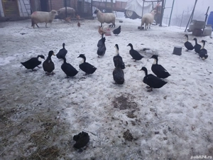 Vând rate românești outoare 150 ron perechea - imagine 2