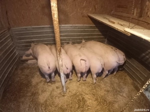 vând purcei  - imagine 2