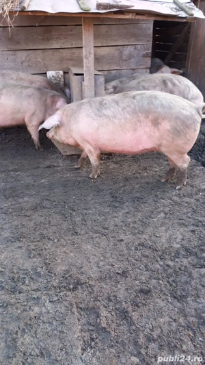 Vând sau schimb cu oi - imagine 4