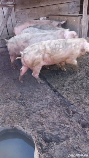 Vând sau schimb cu oi - imagine 2