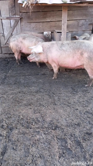 Vând sau schimb cu oi - imagine 3