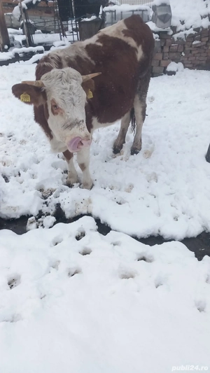 Vand juninca  - imagine 3