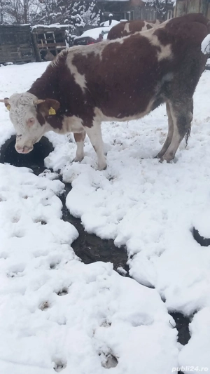 Vand juninca  - imagine 2