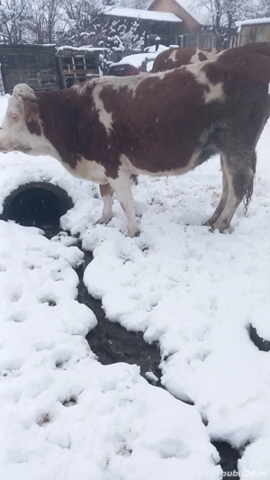 Vand juninca  - imagine 4