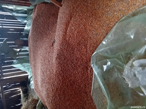 Porumb de vanzare 