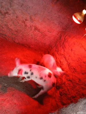 vand purcei  - imagine 5