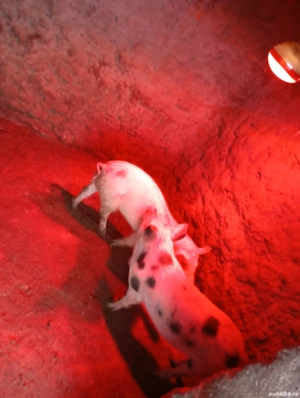 vand purcei  - imagine 4