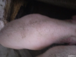 porc landras - imagine 2