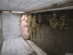 porc landras - imagine 5