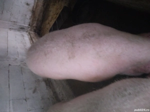 porc landras - imagine 3