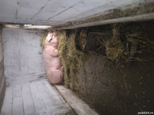 porc landras - imagine 4