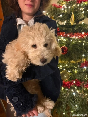 baietel pudel - caniche