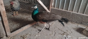 Păun mascul 2025  - imagine 4