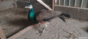 Păun mascul 2025  - imagine 2