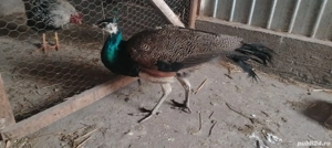 Păun mascul 2025  - imagine 3