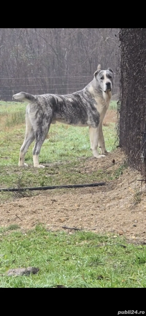 Ciobanesc de Asia Centrală 