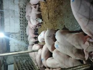 Purcei 30 50kg - imagine 3