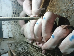 Purcei 30 50kg - imagine 2