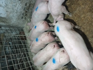 Purcei cu greutate cuprinsa între 30 50kg. Ofer transport - imagine 4