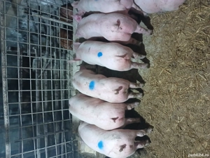 Purcei cu greutate cuprinsa între 30 50kg. Ofer transport - imagine 2