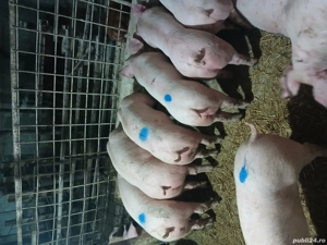 Purcei cu greutate cuprinsa între 30 50kg. Ofer transport - imagine 3