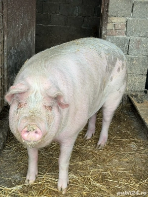 vand porc 200kg - imagine 3