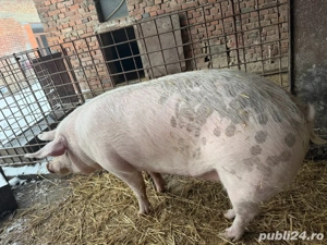 vand porc 200kg - imagine 2