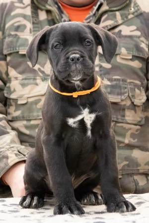 Cane Corso 2 luni  - imagine 3