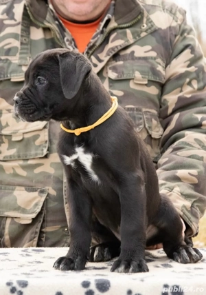 Cane Corso 2 luni  - imagine 4
