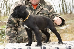 Cane Corso 2 luni 