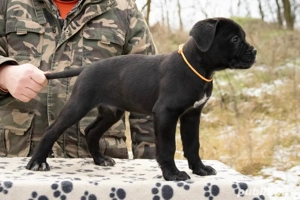 Cane Corso 2 luni  - imagine 2