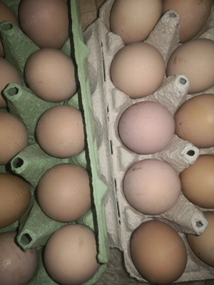 Vând ouă pentru incubat, rasa Australorp. 