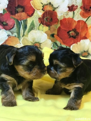 Yorkshire terrier Toy  - imagine 3