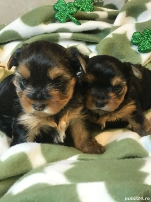 Yorkshire terrier Toy 