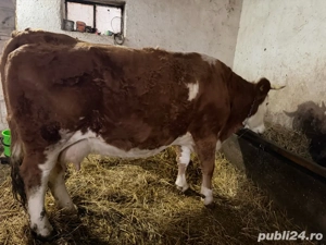 vand vaci urgent - imagine 2