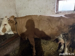 vand vaci urgent - imagine 3