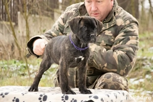 Cane Corso femela 2 luni - imagine 2