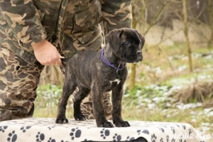 Cane Corso femela 2 luni - imagine 3