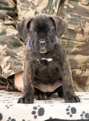 Cane Corso femela 2 luni - imagine 4