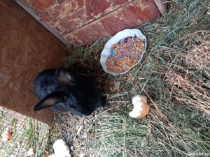 Iepuri albi și negri! - imagine 3