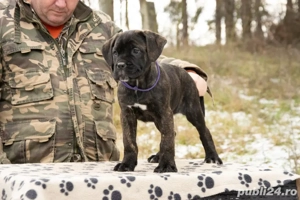 Cane Corso femela 2 luni