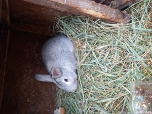 Iepuri albi și negri! - imagine 2