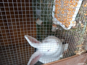 Iepuri albi și negri!