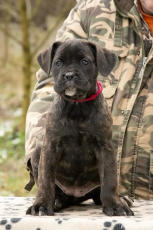 Cane Corso Femela 2 luni - imagine 4