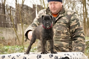 Cane Corso Femela 2 luni - imagine 3