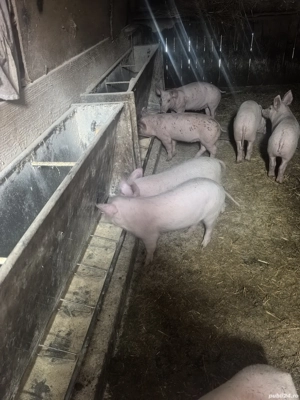 Purcei de vânzare 350 ron   buc